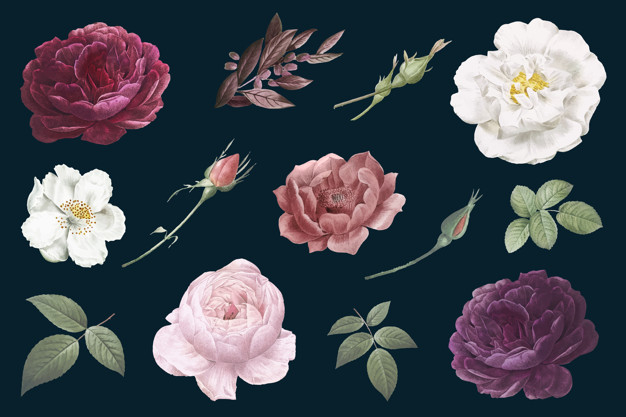 french rose,cabbage rose,burnet rose,various,partition,decorate,detail,drawings,part,bloom,luxurious,cabbage,set,collection,petal,french,flora,beautiful,blossom,botanical,romantic,classic,ornamental,natural,drawing,decoration,plant,elegant,roses,white,colorful,garden,black,spring,luxury,rose,retro,black background,red,pink,nature,leaf,summer,ornament,flowers,floral,vintage,flower,background