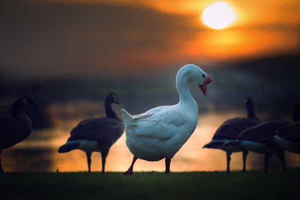 duck,animal,bird,green,grass,nature,outdoor,sunset,cloud,sky