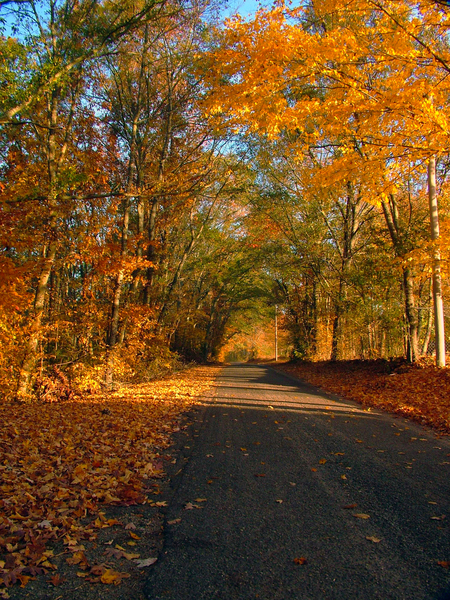autumn,fall,road,trail,path,nature