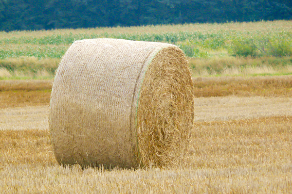 cc0,c1,hay bales,hay,agriculture,harvest,bale,field,landscape,meadow,harvested,feed,nature,food,packaging,mow,summer,stubble,arable,mowed,harvest time,grass,rural,fields,free photos,royalty free