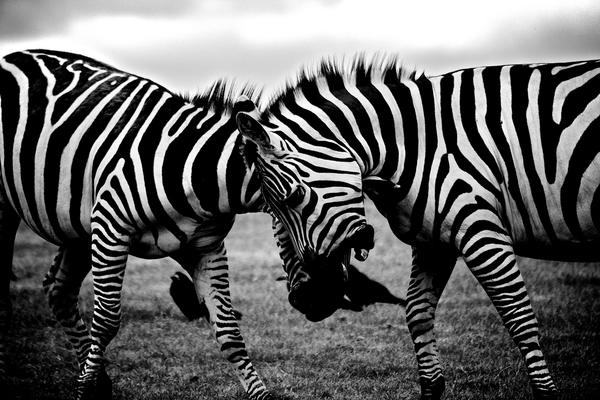 zebra,clash,wildlife,animals,fight,black,white,black &amp; white,wild