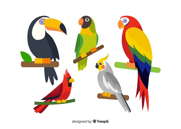 cockatiel,exotic bird,parakeet,lovebird,beak,macaw,robin,exotic,toucan,wildlife,set,collection,wild,parrot,branch,natural,jungle,flat,feather,tropical,animal,bird,nature,tree