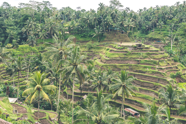 agricultural,agriculture,asia,Asian,beautiful,coconut trees,countryside,crop,cropland,development,environment,exotic,farm,farmer,farmhouse,farming,farmland,field,food,grain,grass,green,greenery,grow,growth,harvest,jungle,land,landscape,leaf,lush,nature,palm,plant,plantation,rice,rice field,rural,terrace,traditional,tree,tropical,view,water,Free Stock Photo