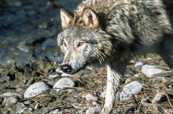 animal,carnivore,danger,dog,fur,gray,hunting,outdoors,tundra,wlf251403,wildlife,aggression,alpha,animals,arctic,canine,canis,close-up,creature,dangerous,endangered,forest,gray wolf,lupus,mammal,nature,pet,polar,predator,prey,wild,wolf,wolves