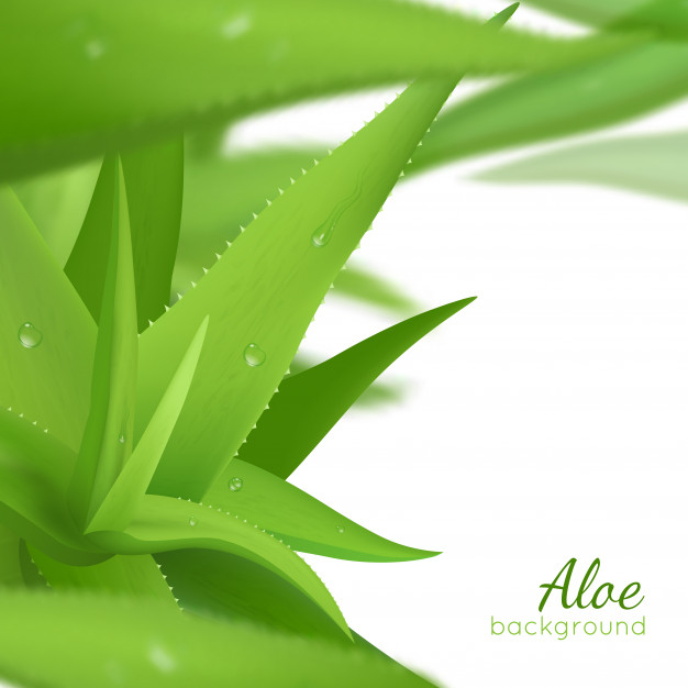 healthful,vera,houseplant,bunch,juicy,cosmetology,agave,dew,gel,treatment,aloe,growing,realistic,vitamin,aloe vera,drops,beautiful,background white,background poster,good,green leaves,fresh,young,cream,healthcare,skin,background green,print,background flower,decorative,title,nature background,product,body,flower background,plant,poster template,medicine,white,flyer template,leaves,art,wallpaper,health,layout,typography,beauty,green background,nature,green,light,medical,template,water,cover,floral,poster,flyer,flower,background