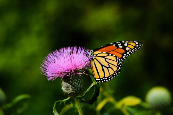 nature,clothes,suits,plastic,hanging,shipping,commerce,sales,monarch,butterfly,danaid,insect