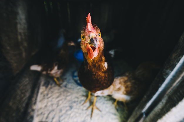 food,bird,animal,farm,chicken,eye,feather,pet,agriculture,rooster,eat,group,eating,young,grain,farm animals,portrait,up,hen,farming