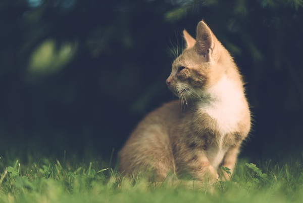 adorable,animal,blurred background,cat,close-up,cute,daylight,domestic,fur,garden,grass,kitten,mammal,outdoors,pet,portrait,side view,whiskers,Free Stock Photo
