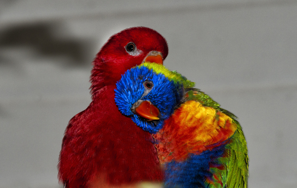 cc0,c1,parrot,colors,beak,bird,ara,animals,free photos,royalty free