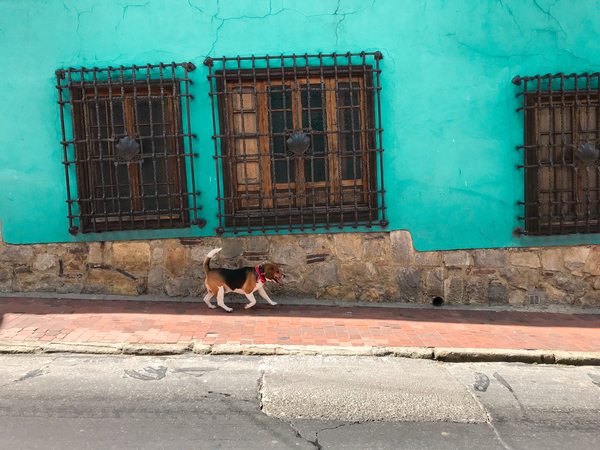 animal,architecture,bricks,building,colors,daylight,dog,exterior,house,outdoors,street,town,urban,wall,windows,Free Stock Photo