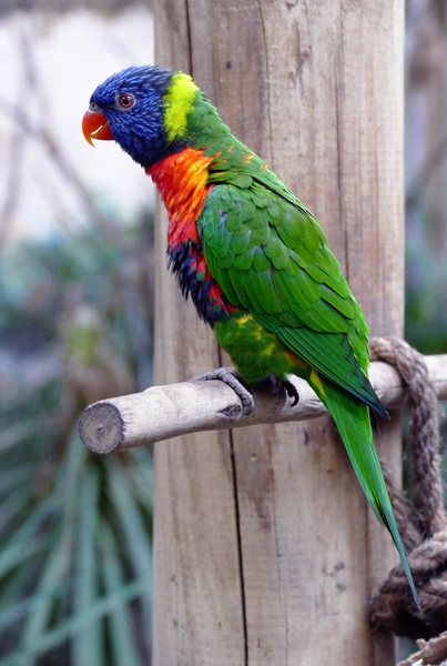 animal,avian,beak,bird,bright,close-up,colors,coloured,colourful,exotic,feathers,green,outdoors,parrot,wild,wildlife,wing,wood,Free Stock Photo