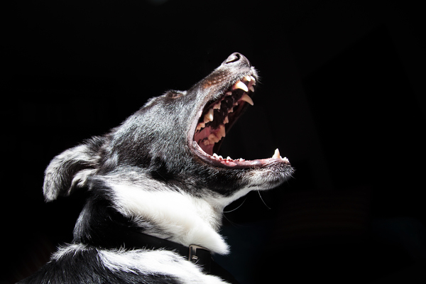 animal,bark,black wallpaper,cry,dangerous,dog,HD wallpaper,mouth,pet,teeth,yell,Free Stock Photo