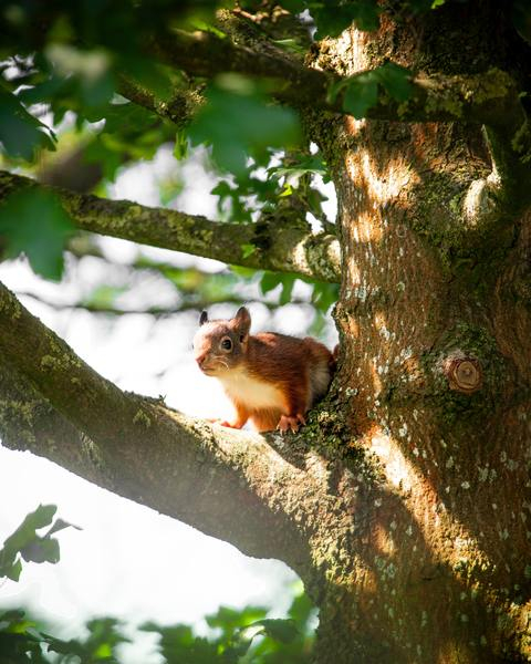 squirrel,tree,summer,nature,animals,small,baby,red,leaves,green