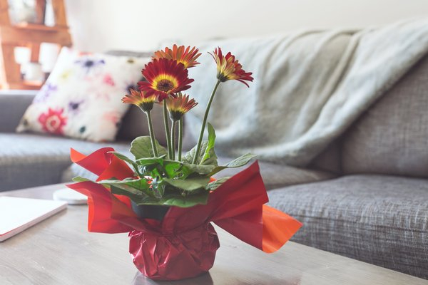  red,home,sofa,plant,table,flowers,daisies,colorful, living room