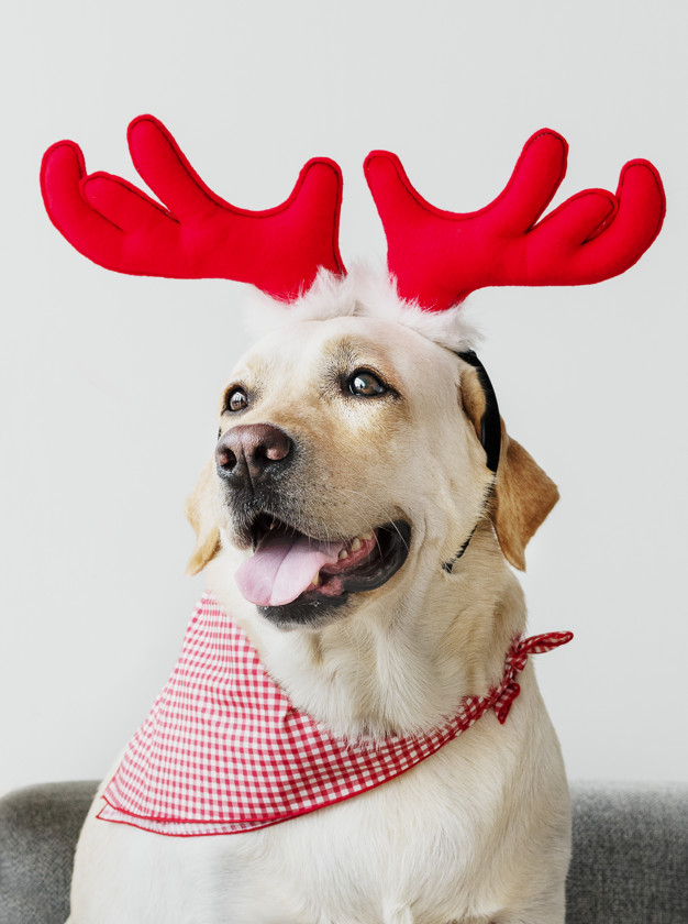 christmas,christmas tree,tree,merry christmas,santa,dog,animal,red,cute,happy,wall,candy,holiday,deer,reindeer,white,golden,happy holidays,pet,hat