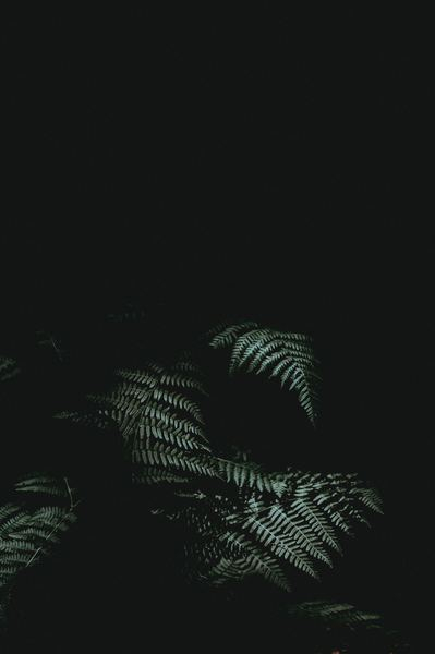 been,indoor,light,green,dark,leafe,flora,green,forest,foliage,fern,plant,wallpaper,iphone wallpapers,iphone backgrounds,lock screen background,rainforest,woodland,forest,leafe,black