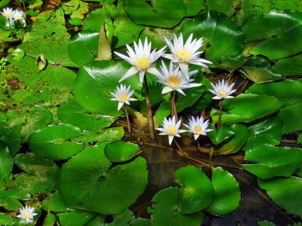 cc0,c1,water,lily,white,flower,nature,beauty,plant,blossom,flora,green,floral,bloom,petal,beautiful,summer,lotus,leaf,pond,botany,lake,blooming,garden,natural,tropical,aquatic,waterlily,closeup,tranquil,spring,botanical,season,reflection,close-up,harmony,asia,free photos,royalty free