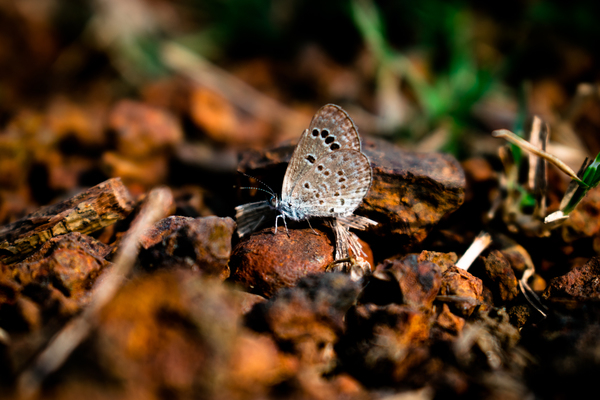 Little Butterfly,butterfly,butterfly-insect,nature,pebbles,wildlife,close-up,insect,wildlife