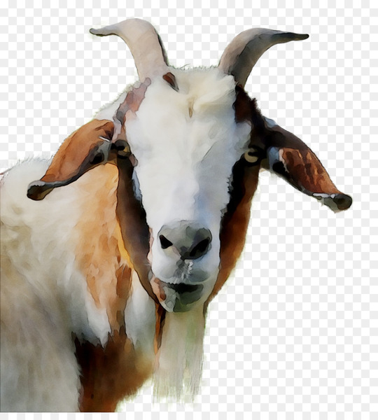 goat,fauna,snout,goats,vertebrate,mammal,goatantelope,horn,feral goat,cowgoat family,livestock,mountain goat,bathtub,wildlife,fur,chamois,png