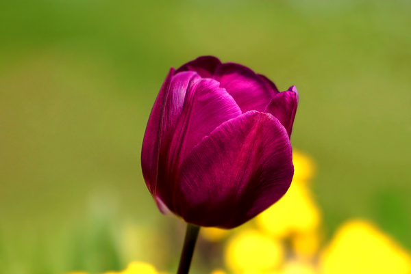 vibrant,petals,nature,growth,focus,flower,depth of field,delicate,close-up,blur
