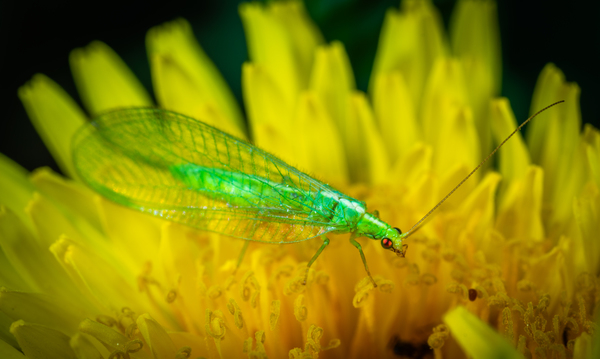 animal,beautiful,bright,close-up,color,dobsonfly,entomology,flora,flower,fly,green,insect,little,macro,macro photography,pollen,wings,yellow