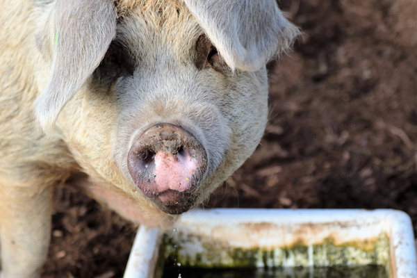cc0,c1,pig,farm,pork,agriculture,swine,livestock,piglet,snout,animal,piggy,pink,hog,farming,agricultural,boar,pig-farm,pigpen,free photos,royalty free