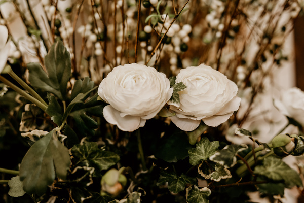 bloom,blooming,blossom,blurred background,bright,close-up,colors,decoration,flora,flower bud,flowers,garden,greenery,growth,leaves,nature,outdoors,petals,plant,roses,white