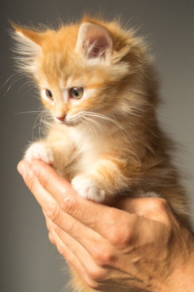 adorable,animal,cat,cute,kitten,pet,Free Stock Photo
