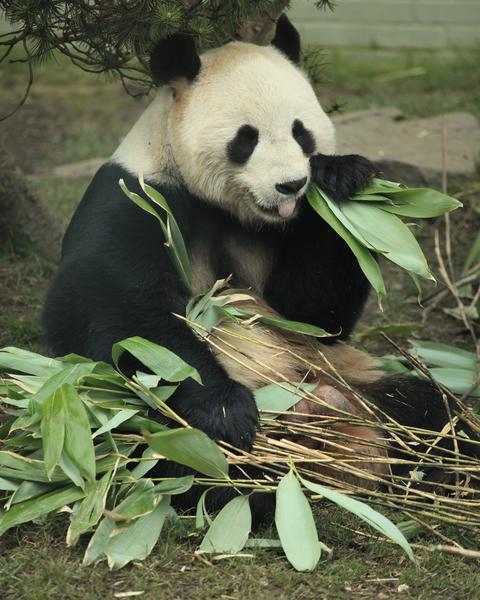 giant,panda,bear,edinburgh,zoo,animal,animals,eat,eating,bamboo,chew,lunch,tongue,rare,endangered,breed,breeding,pandas