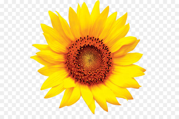 common sunflower,image file formats,download,free content,sunflowers,sunflower seed,pollen,flower,sunflower,petal,daisy family,yellow,flowering plant,png