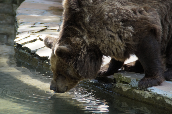 cc0,c1,bear,drink,thirsty,brown bear,grizzly,grizzly bear,animal,zoo,teddy,mammal,predator,fur,wild animal,dangerous,zoo animal,strong,water,free photos,royalty free