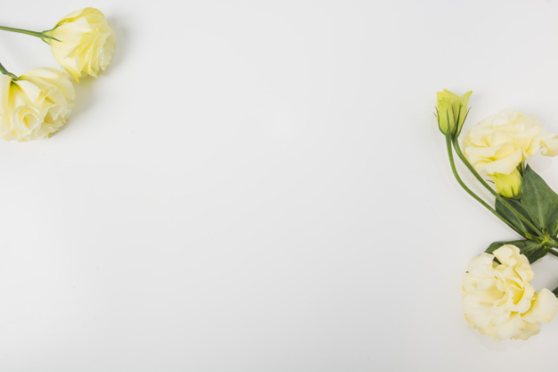 Free: Overhead view of yellow flowers on white background 