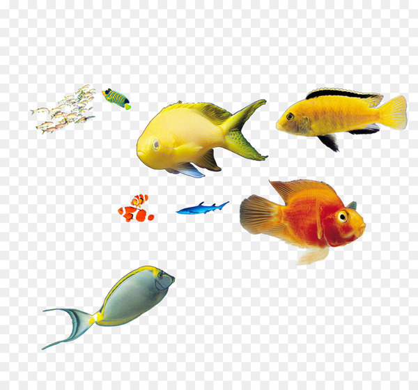 fish,marine biology,deep sea fish,deep sea,sea,biology,seagrass,download,gratis,tropical fish,organism,feeder fish,freshwater aquarium,goldfish,coral reef fish,fauna,seafood,png