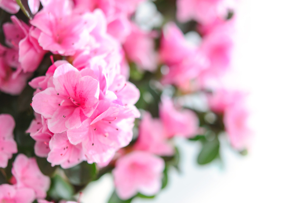 bloom,blossom,close-up,flora,flowers,HD wallpaper,nature,petal,petals,plant,Free Stock Photo