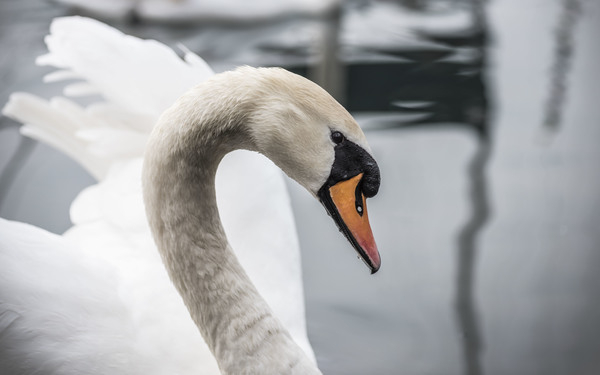 swan,duck,white,animal,bird,water