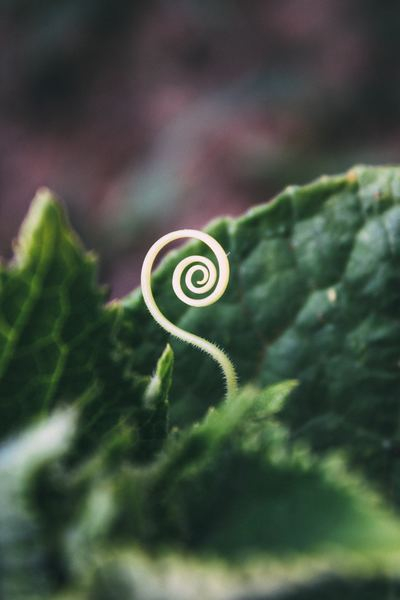 child,light,girl,abundance,leaf,plant,growth,new,green,green,leaf,plant,spiral,seedling,blurry,shoot,close up,young,closeup,creative commons images