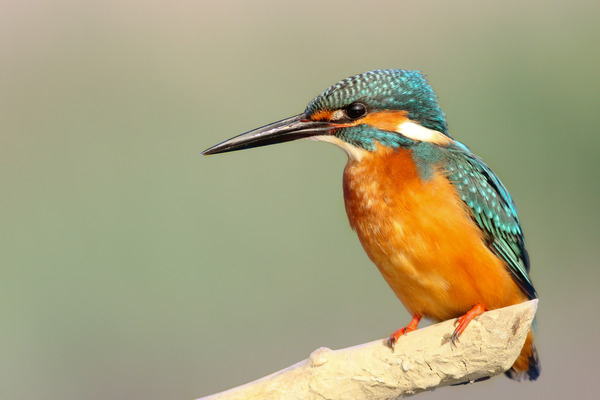 animals,birds,beautiful,gorgeous,feathers,beak,perch,kingfisher,colors,still,bokeh