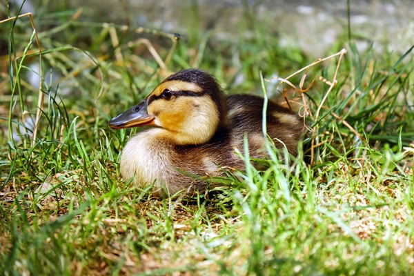 wildlife,plumage,outdoors,little,grass,feathers,duckling,duck,cute,close-up,bird,animal