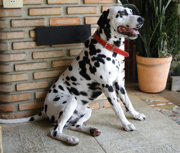 dalmata,dalmatian,dog,pet,spots,spotted,collar,animal,sit,sitting,good dog