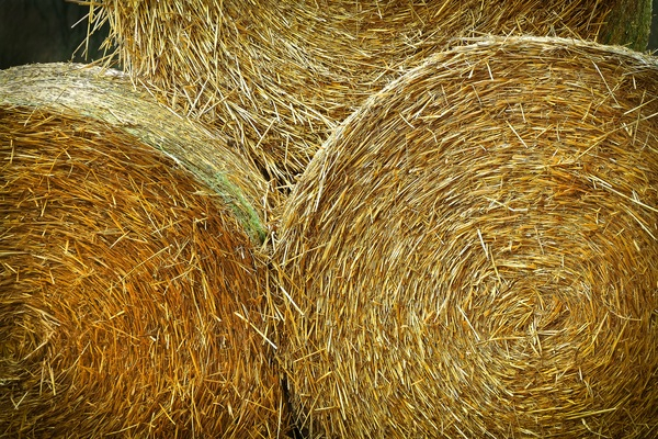 texture,straw bales,straw,round bales,pasture,hay bales,hay,harvest,grow,field,farming,farm,close-up