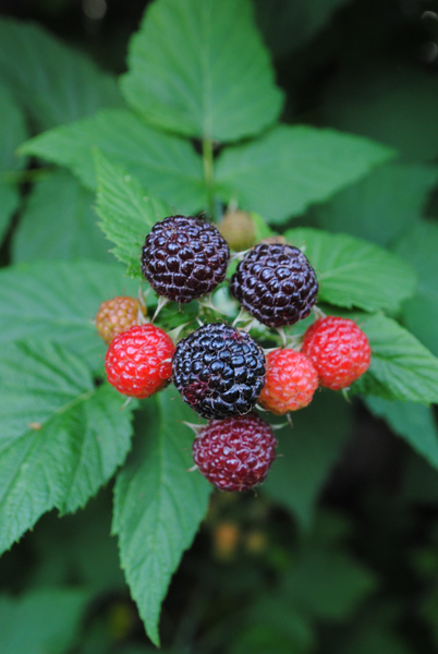 cc0,c1,blackberries,fruits,plant,bush,fruit,black,free photos,royalty free