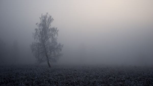 tessarray-landscape-grey-darkgreen,fog,forest,forest,fog,mist,wallpaper,cloud,fog,tree,fog,haze,landscape,nature,cold,frost,winter,alone,weather,gust,wind
