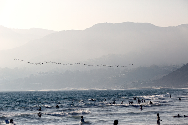 waves,water,swimming,summer,seagulls,sea,people,ocean,fun,birds,beach