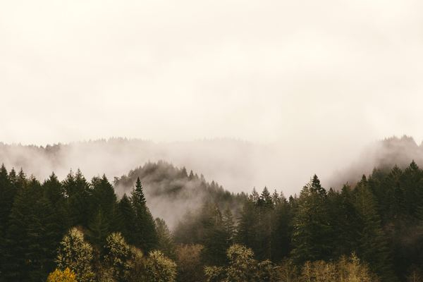 landscape,fog,forest,office,working,laptop,background,forest,cloud,forest,woodland,evergreen,fog,foggy,misty,mist,cloud,cloudy,tree,pine,fir