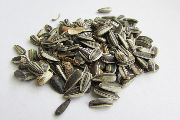 cc0,c1,sunflower seeds,shell,cores,food,free photos,royalty free