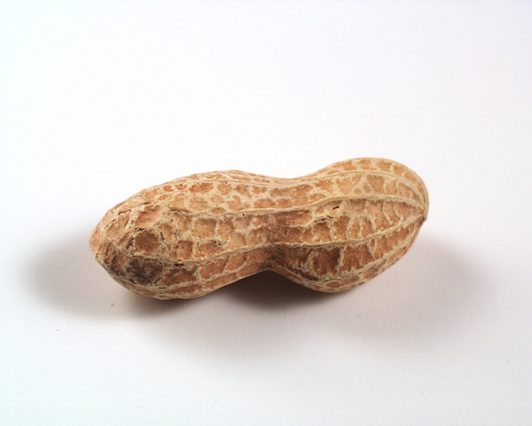 peanut,nut,nuts