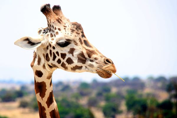 animal,background,feather,animal,dog,pet,pretty,woman,girl,giraffe,spot,neck,wild,giraffe head,portrait,eating,safari,safari animal,wildlife,wild animal,jiraffe