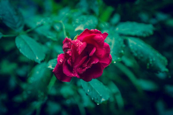 flower,rain,rose
