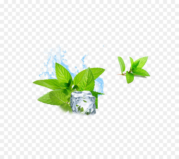 water mint,ice cube,ice,menthol,water,cold,ice pack,lemon,water resources,cube,mint,plant,leaf,tree,computer wallpaper,green,branch,grass,png