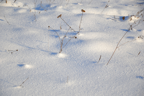 cc0,c1,winter,snow,nature,landscape,field,shadow,frost,cold,snowdrifts,season,white,crystals,tinsel,snowflakes,plants,temperature,minus,siberia,free photos,royalty free